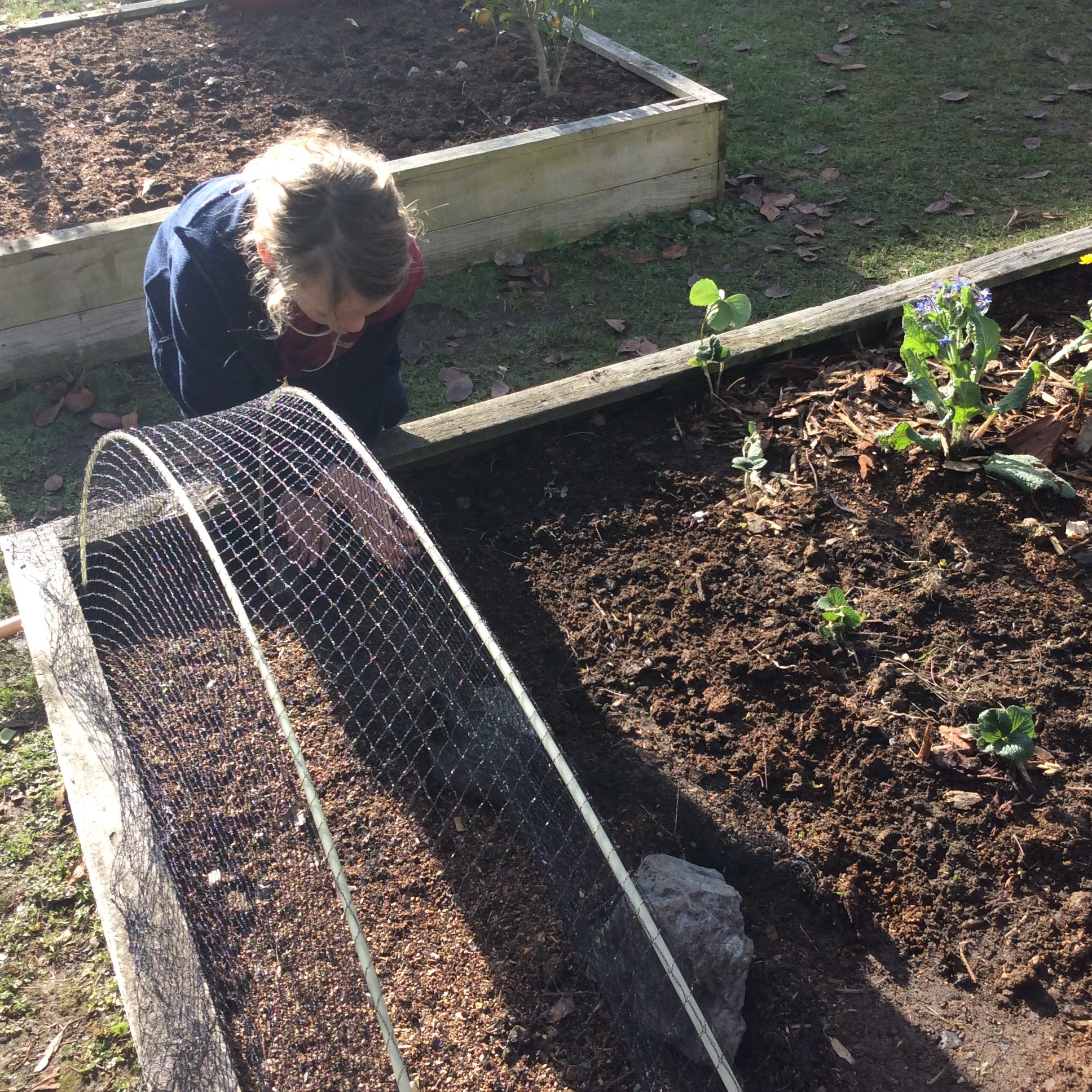 Gardening - Kaikoura Suburban School
